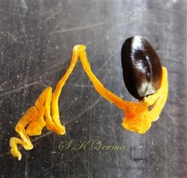  Seed with funiculus